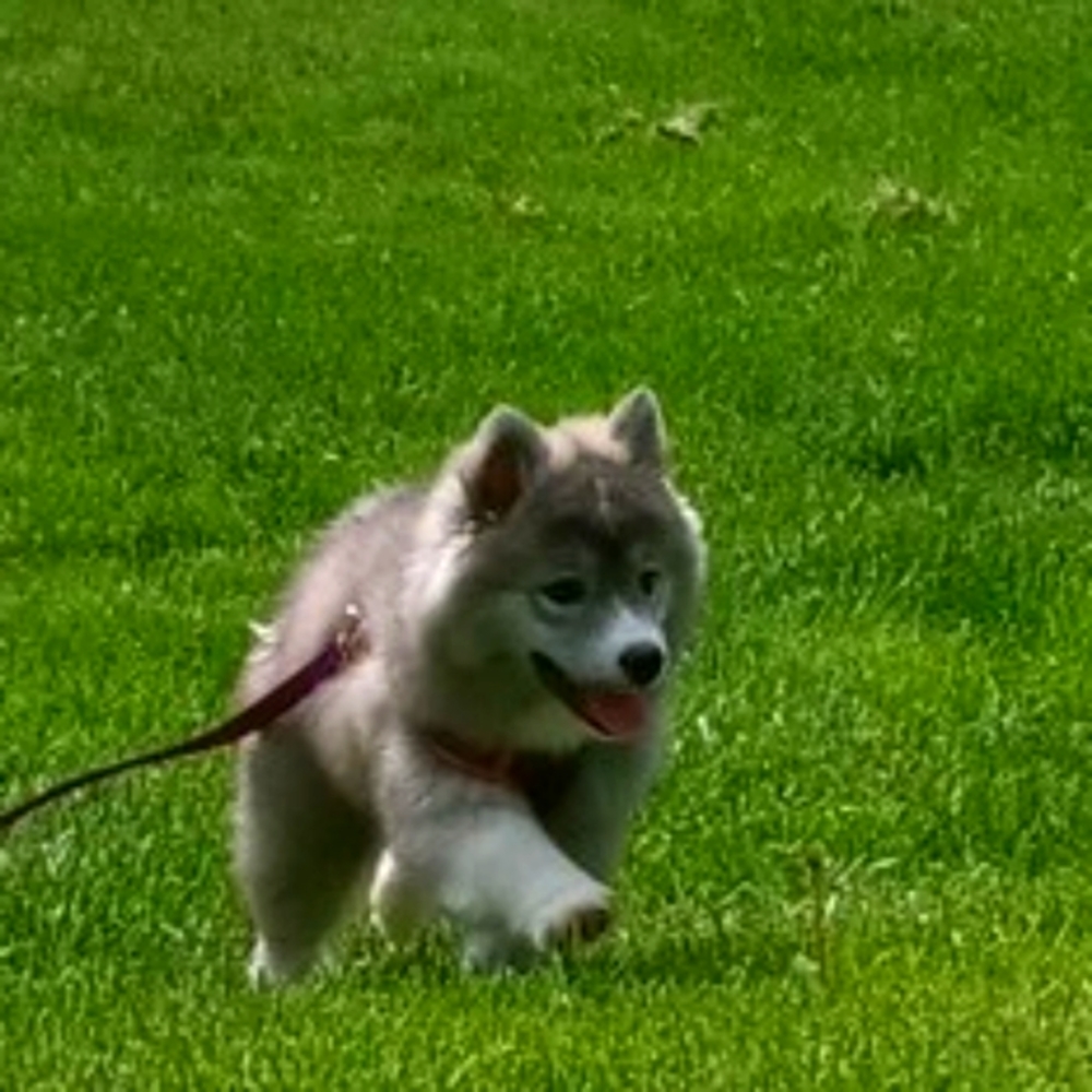 Huskimo Puppy 3 months Nukka